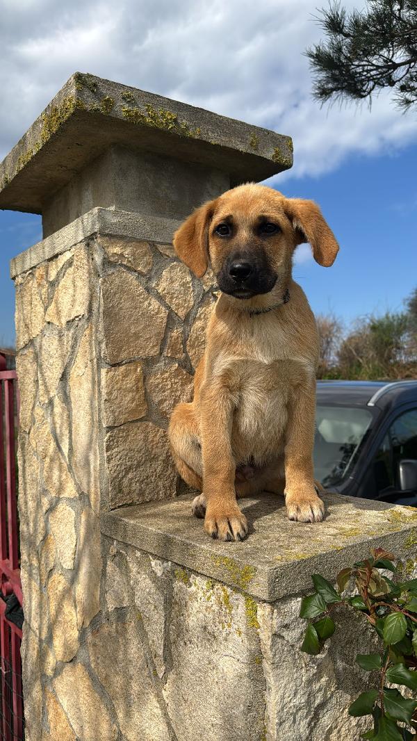 Neto splendido dolce cucciolotto cerca famiglia  Foto 2